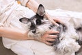 Cute dog, Miniature Schnauzer, cuddles in the woman`s lap