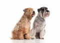 Dog. Miniature schnauzer and irish soft coated wheaten terrier Royalty Free Stock Photo
