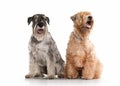 Dog. Miniature schnauzer and irish soft coated wheaten terrier Royalty Free Stock Photo