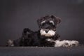 Dog miniature schnauzer lies on a black background, stretched out