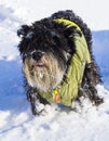 Dog miniature schnauzer running through the snow