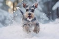 Dog Miniature Schnauzer runs through the snow in the forest in winte