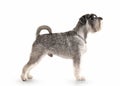 Dog. Miniature schnauzer on white background Royalty Free Stock Photo