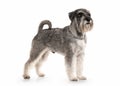 Dog. Miniature schnauzer on white background Royalty Free Stock Photo