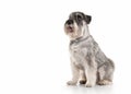 Dog. Miniature schnauzer on white background Royalty Free Stock Photo