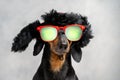 Dog in mirror glasses, stylish fur hat portrait. Street fashion, grunge, reggae Royalty Free Stock Photo