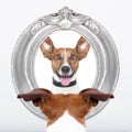 Dog at the mirror Royalty Free Stock Photo