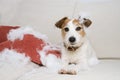 Dog mischief alone at home bitting and destroying a pillow sitting on sofa. disobey concept Royalty Free Stock Photo