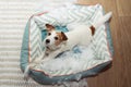 Dog mischief disobey concept. jack russell terrier destroyed a fluffy pet bed Royalty Free Stock Photo