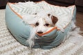 Dog mischief. Disobey dog after destroy its fluffy bed Royalty Free Stock Photo