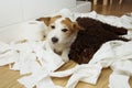 Dog mischief. Jack russell and puppy poodle with guilty expression after play unrolling and shedding toilet paper. Disobey