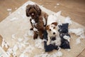 Dog mischief. Two dogs with innocent expression after destroy a pillow. separation anxiety and obedience training concept. High Royalty Free Stock Photo