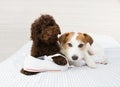 Dog mischief. two playful puppies bitting a pair of tennis with guilty expression, sitting on bed