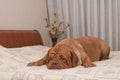 Dog is missing her master lying on his bed Royalty Free Stock Photo