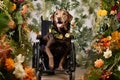 Dog with mobility aid surrounded by flowers. Concept of animal rehabilitation, compassion for disabled pets, and serene