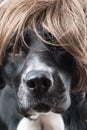 Dog Model Royalty Free Stock Photo