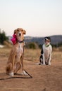 Dog modeling for the camera with bow tie