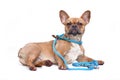 Dog modelling collar and leash set. A fawn colored French Bulldog wearing a teal retriever rope leash set while lying down Royalty Free Stock Photo