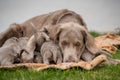 Dog mom with her puppies. Seven newborn long-haired Weimaraner puppies drink from their mother dog. Her tail sticking up while