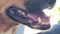 dog mooth teeth open Royalty Free Stock Photo