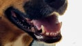 dog mooth teeth open Royalty Free Stock Photo