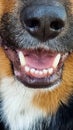 dog mooth teeth open Royalty Free Stock Photo