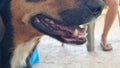 dog mooth teeth open Royalty Free Stock Photo