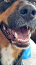 dog mooth teeth open Royalty Free Stock Photo