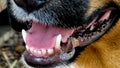 dog mooth teeth open Royalty Free Stock Photo