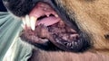 dog mooth teeth open Royalty Free Stock Photo
