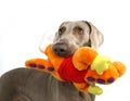 Dog with moppet Royalty Free Stock Photo