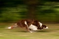 Dog in motion Royalty Free Stock Photo