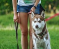 Dog motivational training. Trainer gives the husky a reward Royalty Free Stock Photo