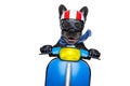 Dog on motorbike Royalty Free Stock Photo