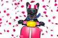 Dog on motorbike Royalty Free Stock Photo