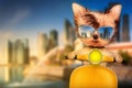 Dog on motorbike with travel background Royalty Free Stock Photo