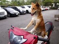 A dog on a motorcycle