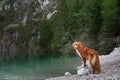 Dog at mountain  lake. Walk with your pet. Nova Scotia Duck Tolling Retriever pedigree on the rocks near the water Royalty Free Stock Photo