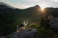 Dog on the mountain at sunset. Travelling with a pet. Australian shepherd in nature Royalty Free Stock Photo