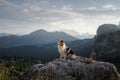 Dog on the mountain at sunset. Travelling with a pet. Australian shepherd in nature Royalty Free Stock Photo
