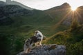 Dog on the mountain at sunset. Travelling with a pet. Australian shepherd in nature Royalty Free Stock Photo