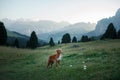 Dog in the mountains on a journey. Nova Scotia duck tolling Retriever in nature on the background of beautiful scenery.