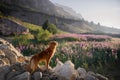 Dog in the mountains on a journey. Nova Scotia duck tolling Retriever in nature on the background of beautiful scenery.