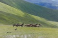 dog in the mountains runs after a herd of horses. The Siberian Husky combines power, speed and endurance