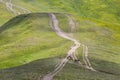 dog in the mountains runs after a herd of horses. The Siberian Husky combines power, speed and endurance