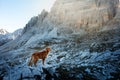 Dog in the mountains. Tracking, hiking with a pet. Brave Jack Russell Terrier on top