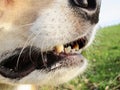 Dog mouth detail (28)