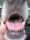 Dog with mouth open, (10)