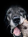 Dog munching log Royalty Free Stock Photo