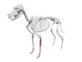 The dog muscle anatomy - extensor digitorum lateralis Royalty Free Stock Photo